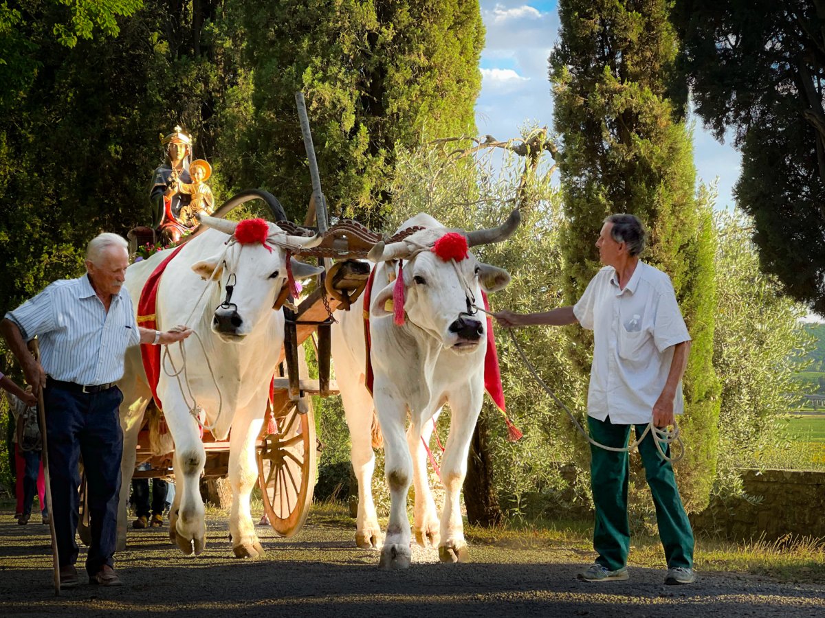 Sbandieratore Pro Loco Monte San Savino Sbandieratori Pro Loco Monte San Savino